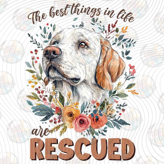 DGBSF 163 - BEST THINGS ARE RESCUED