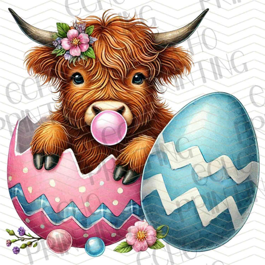 ESTRG 495 – HIGHLAND CALF IN EGG