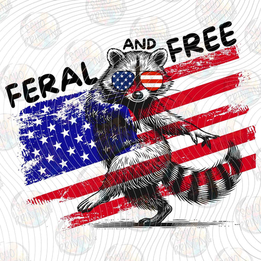 FOJG 885 - FERAL AND FREE RACCOON