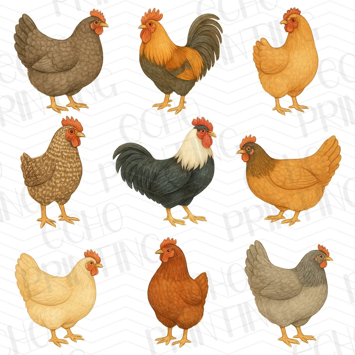 FRM 8 - VARIETY OF CHICKENS