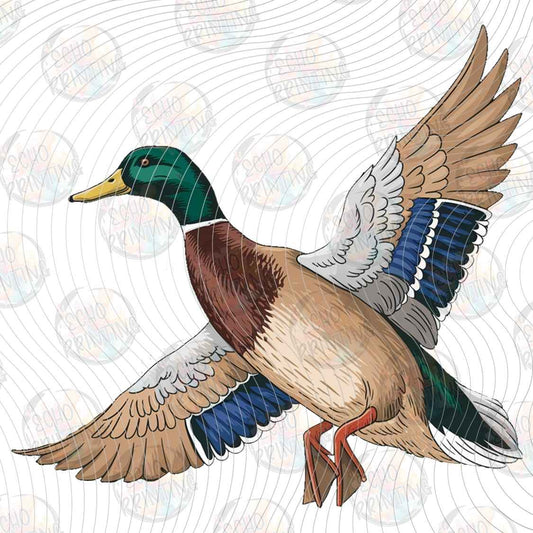 KDDG 258 - COLORFUL DUCK IN FLIGHT